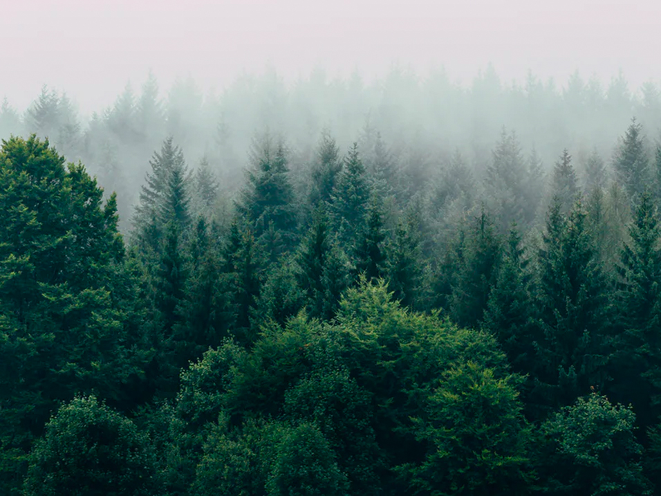 bauen-wie-wir-holz-wald